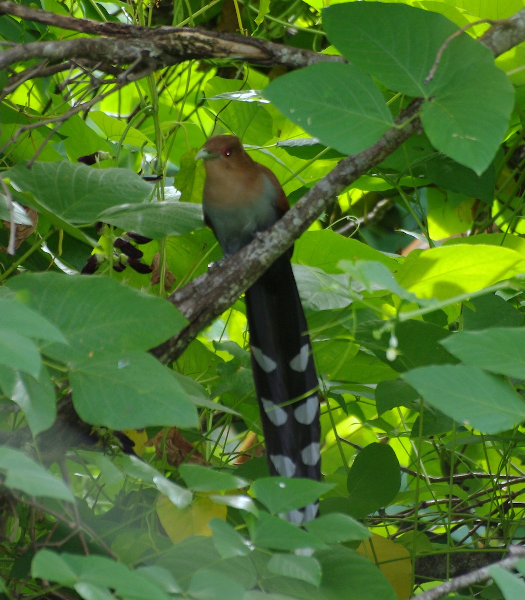 Squirrel Cuckoo - Gisele Schoene