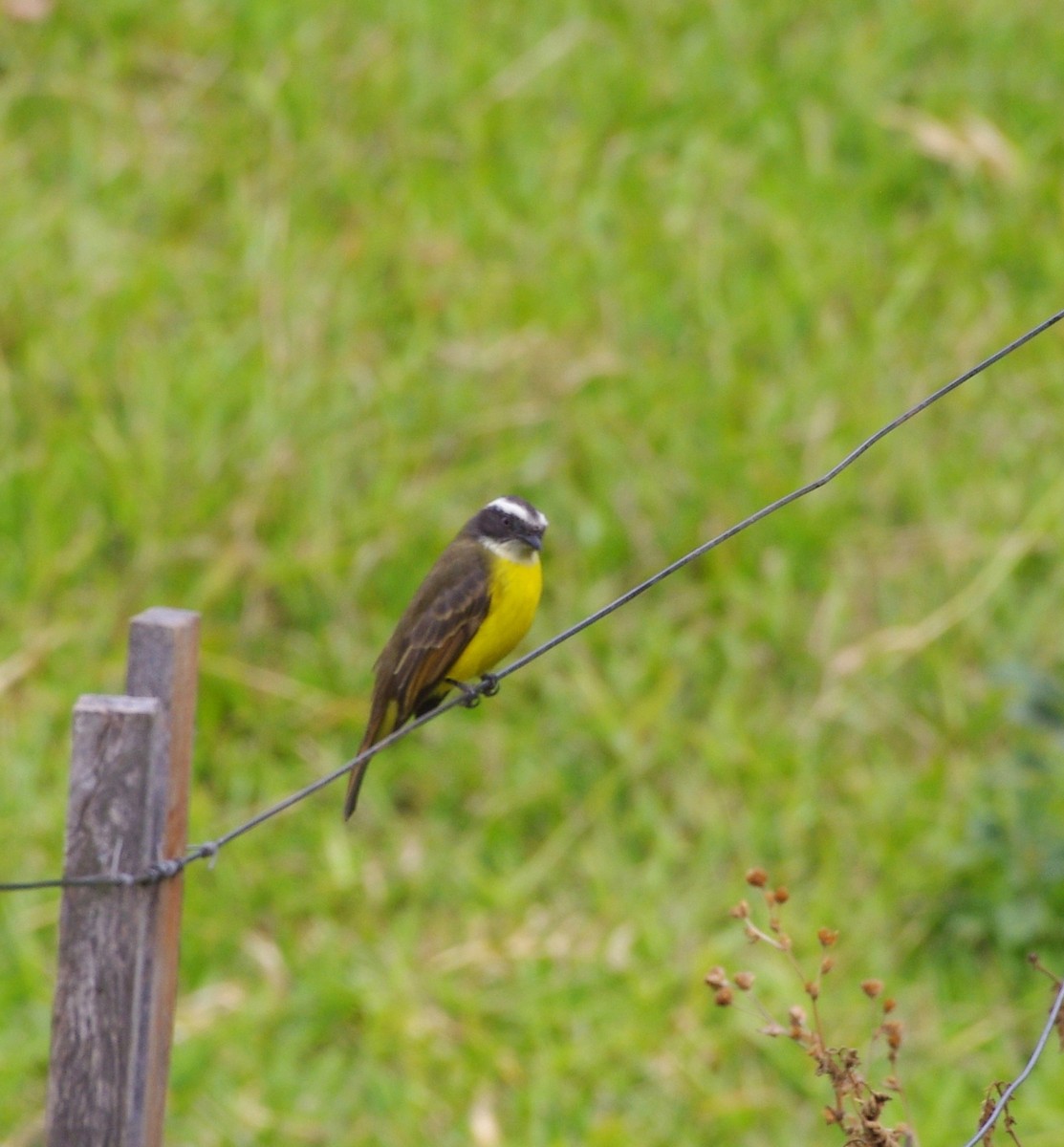 アカボウシヒタキモドキ - ML255918561