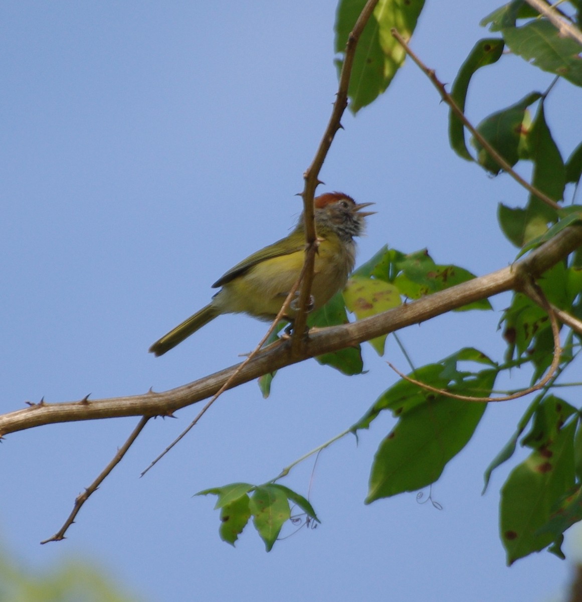 Gray-eyed Greenlet - Gisele Schoene