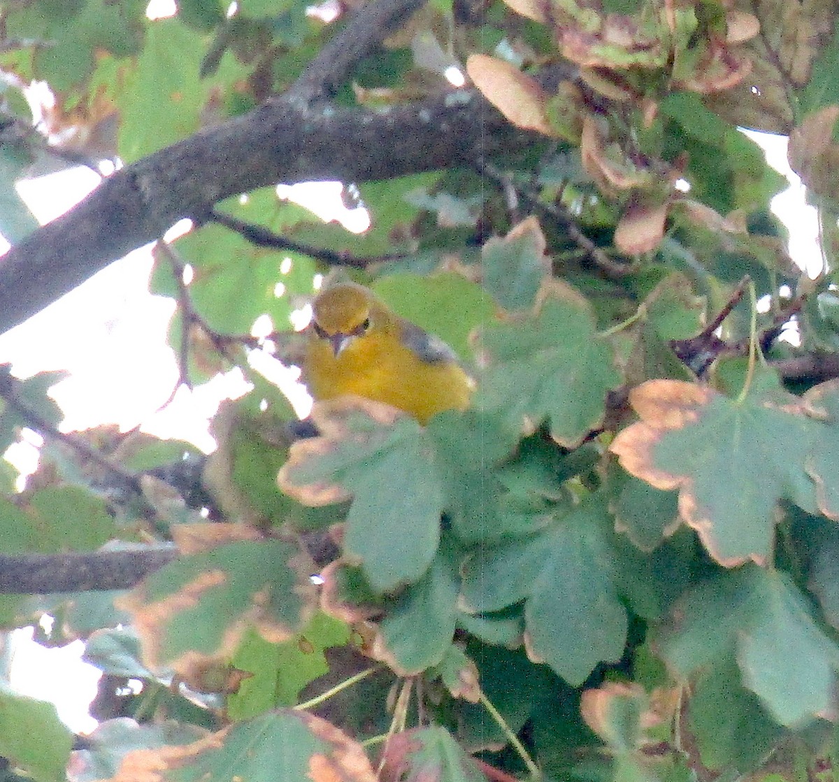 Blue-winged Warbler - ML255919101