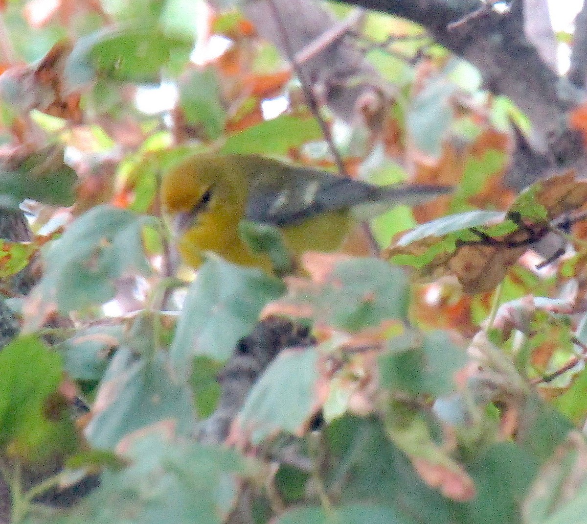 Blue-winged Warbler - ML255919121