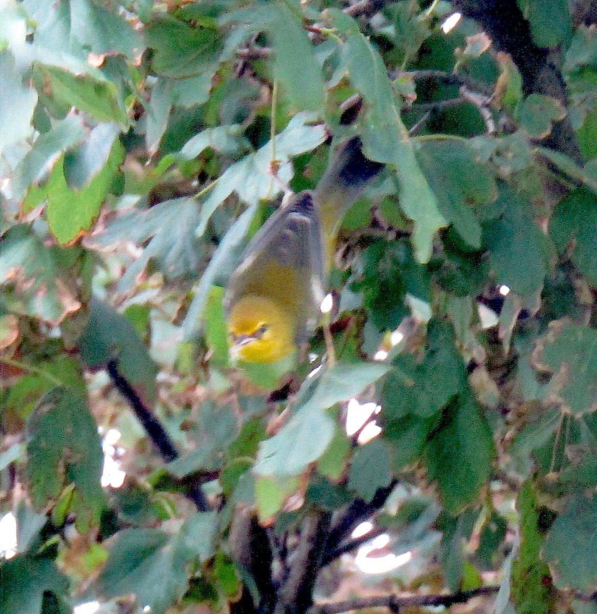 Blue-winged Warbler - ML255919151