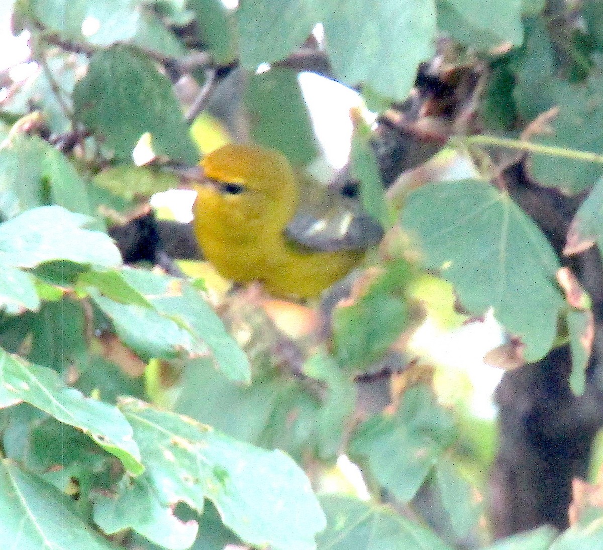 Blue-winged Warbler - ML255919161