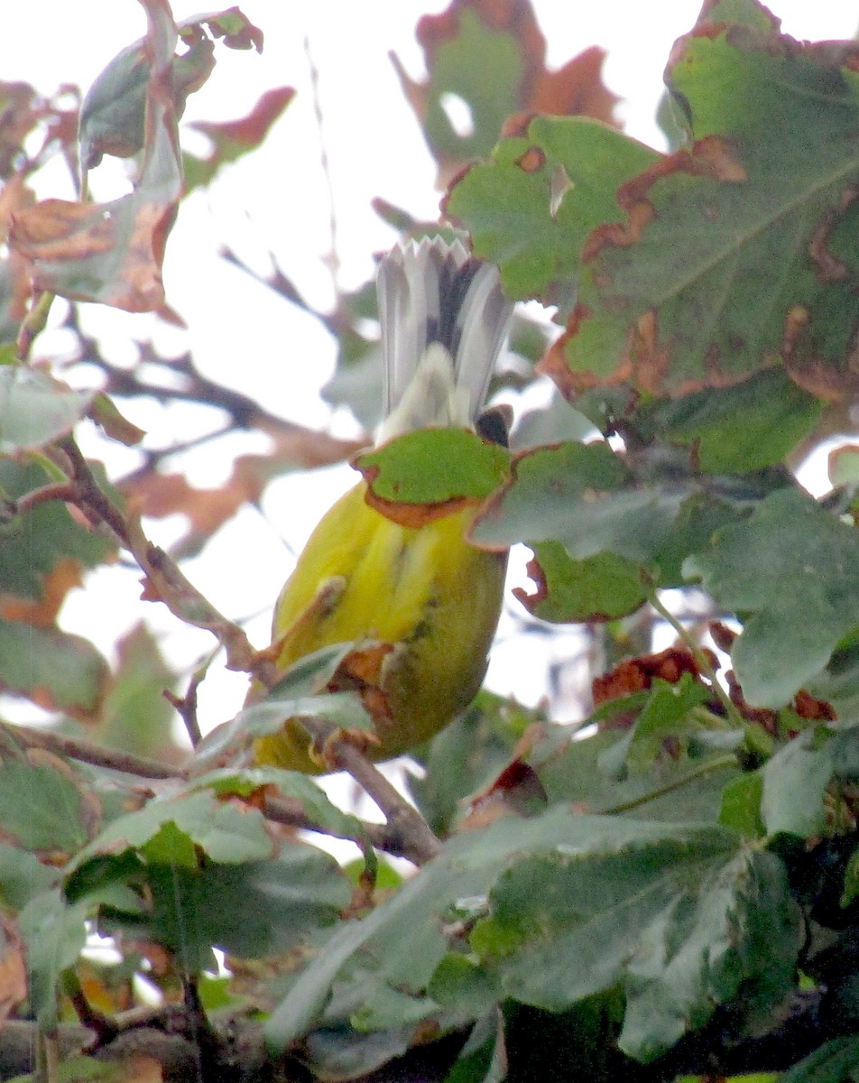 Blue-winged Warbler - ML255919201