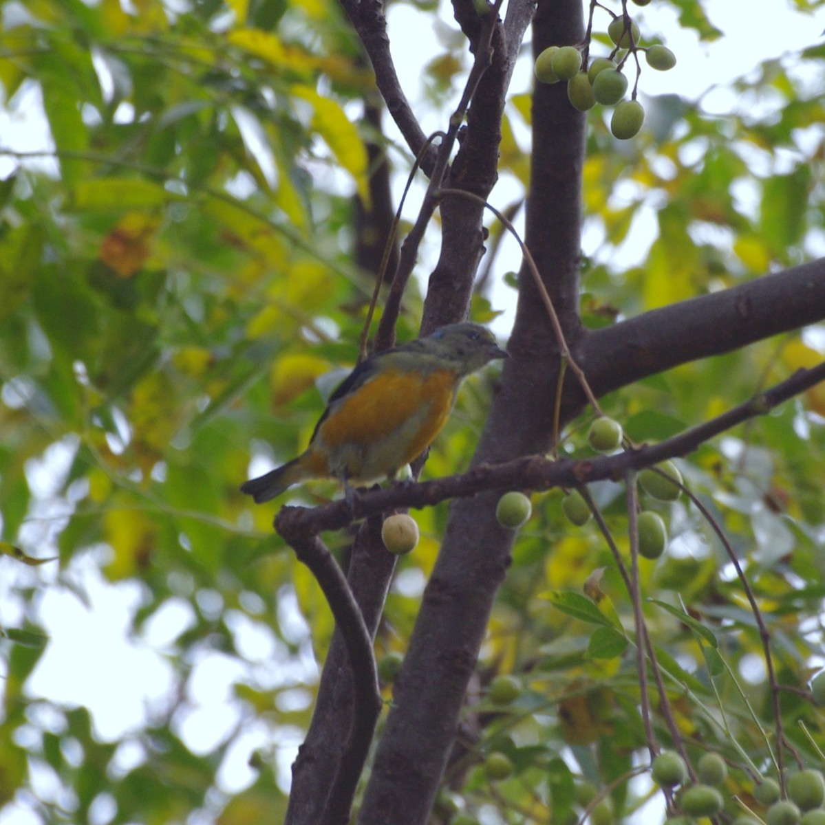 Golden-rumped Euphonia - ML255920031