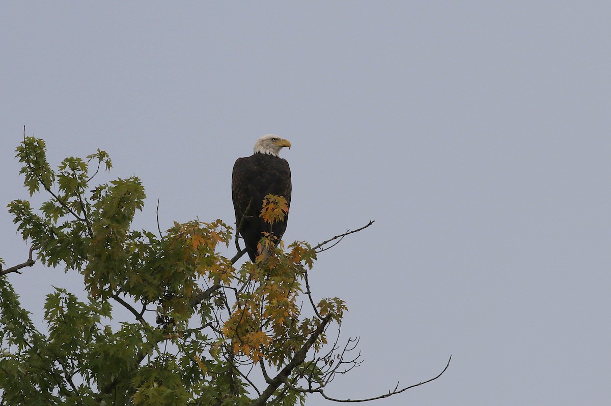 Bald Eagle - ML255920551