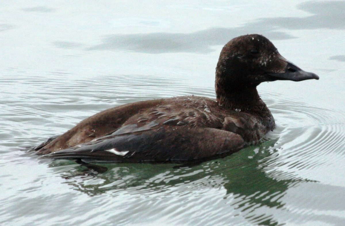 White-winged Scoter - Nels Nelson