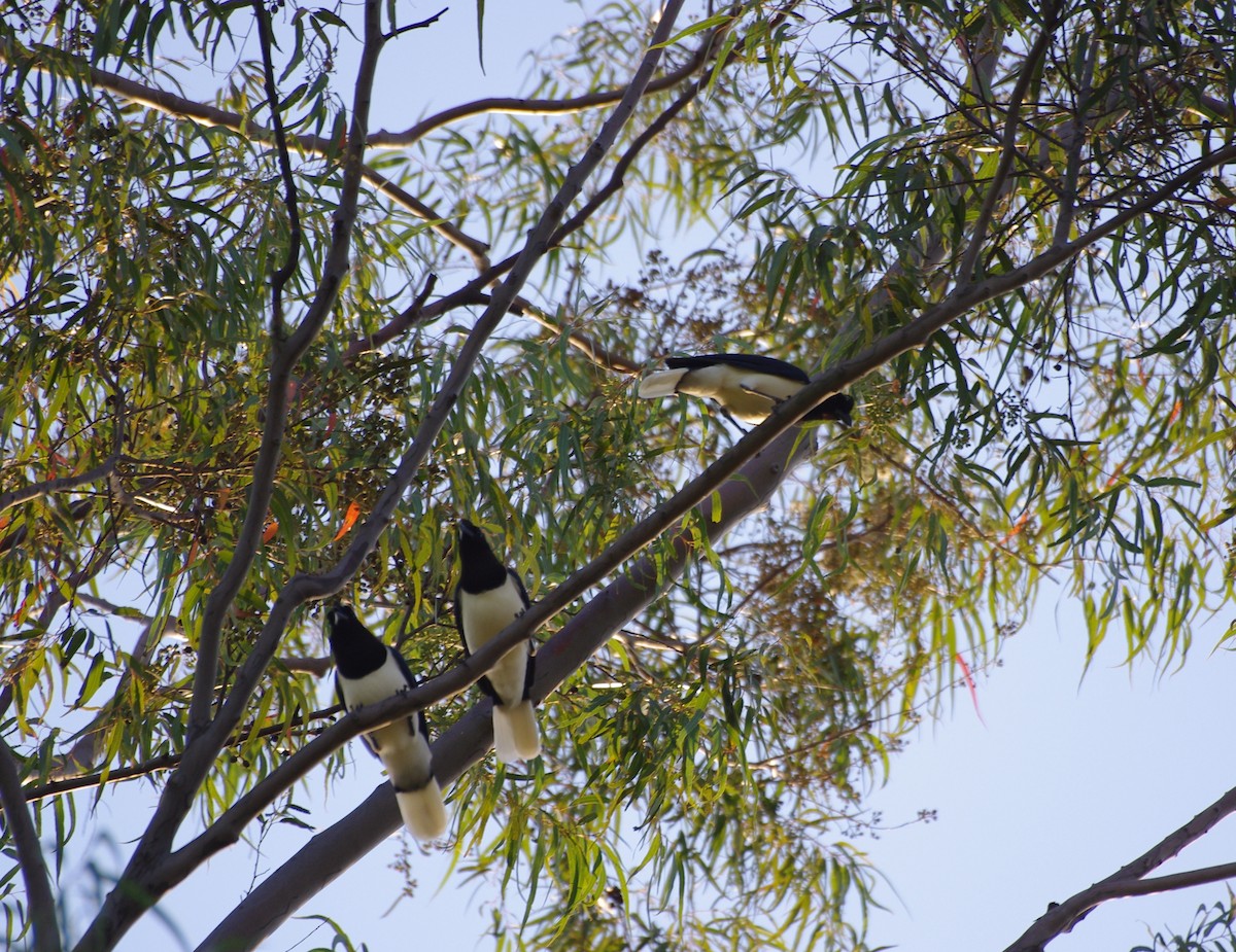 Curl-crested Jay - ML255920881