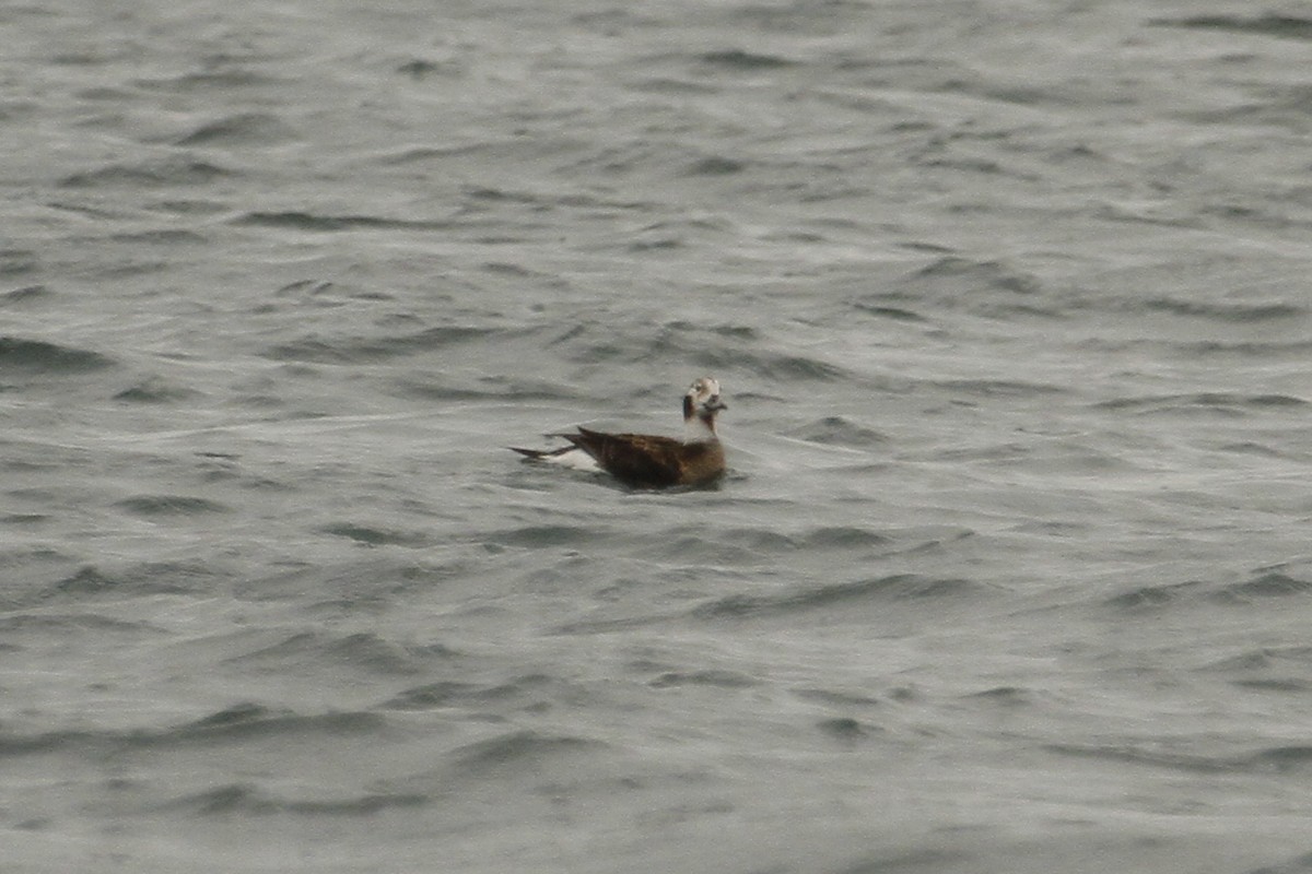 Long-tailed Duck - Shayne Kaye