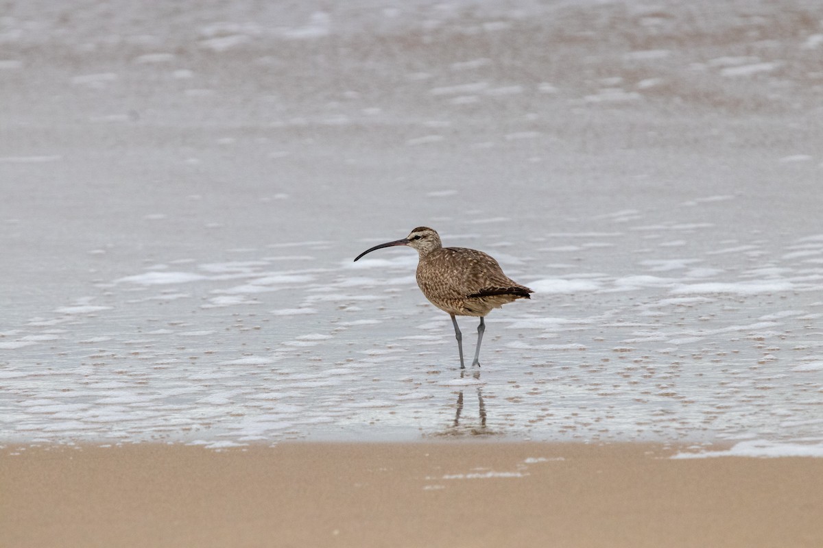 Whimbrel (Hudsonian) - ML255921221