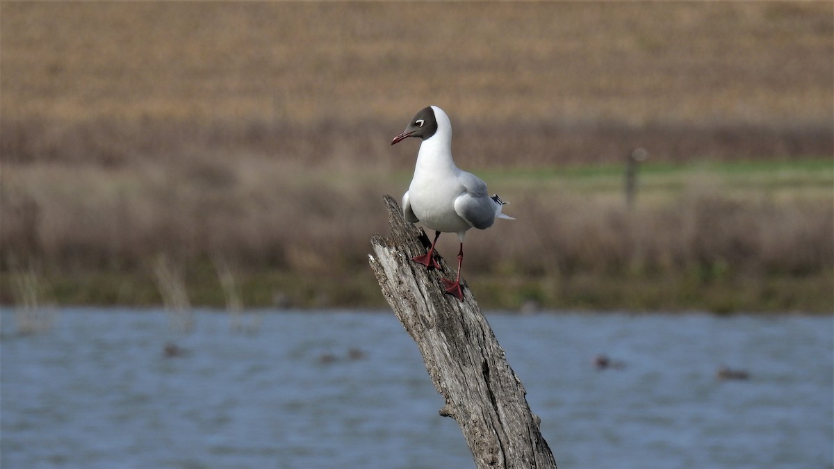 Brown-hooded Gull - ML255921491