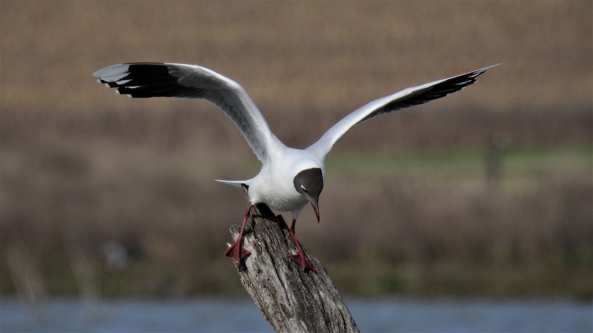 Brown-hooded Gull - ML255921511