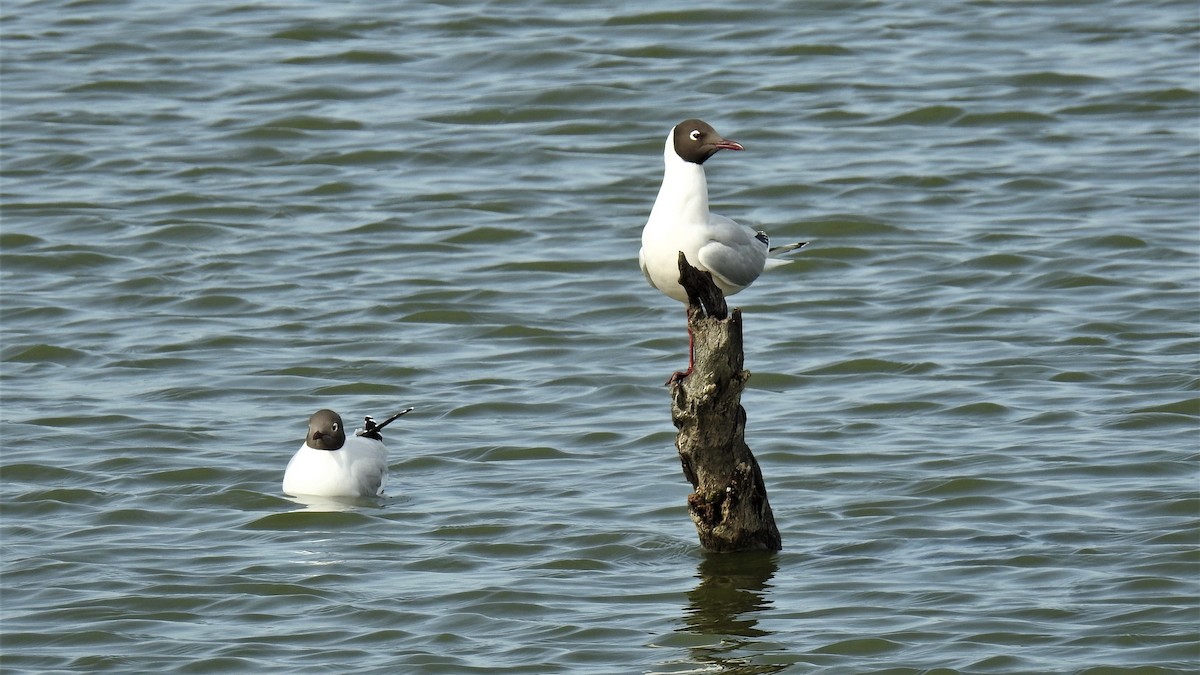 Brown-hooded Gull - ML255921541