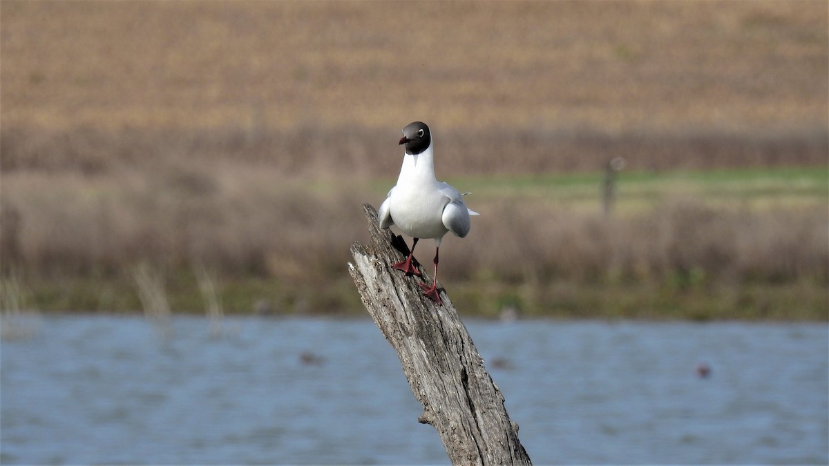 Brown-hooded Gull - ML255921561