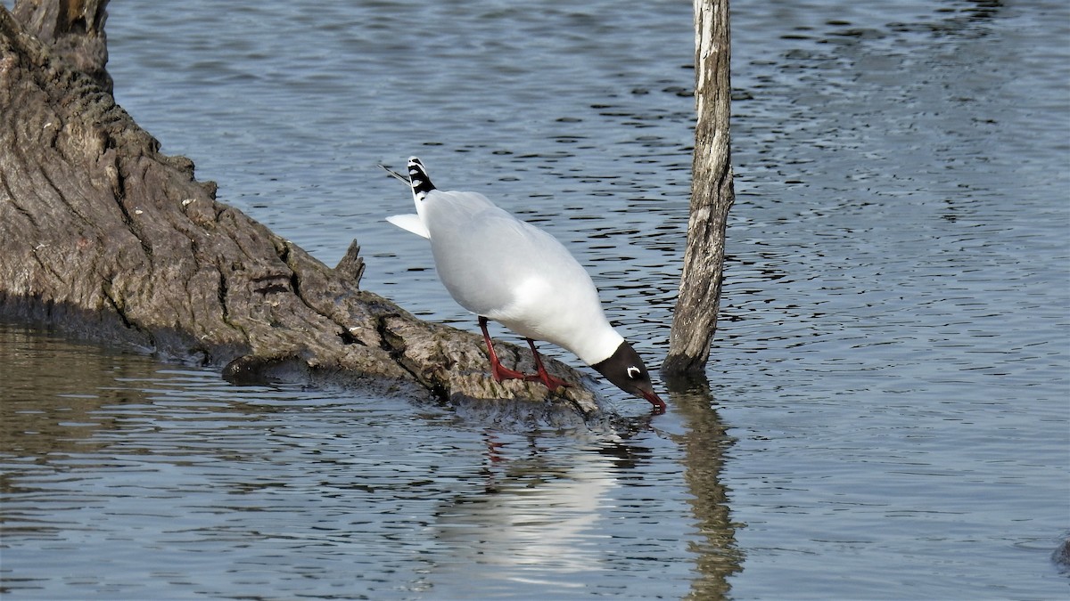 Brown-hooded Gull - ML255921571