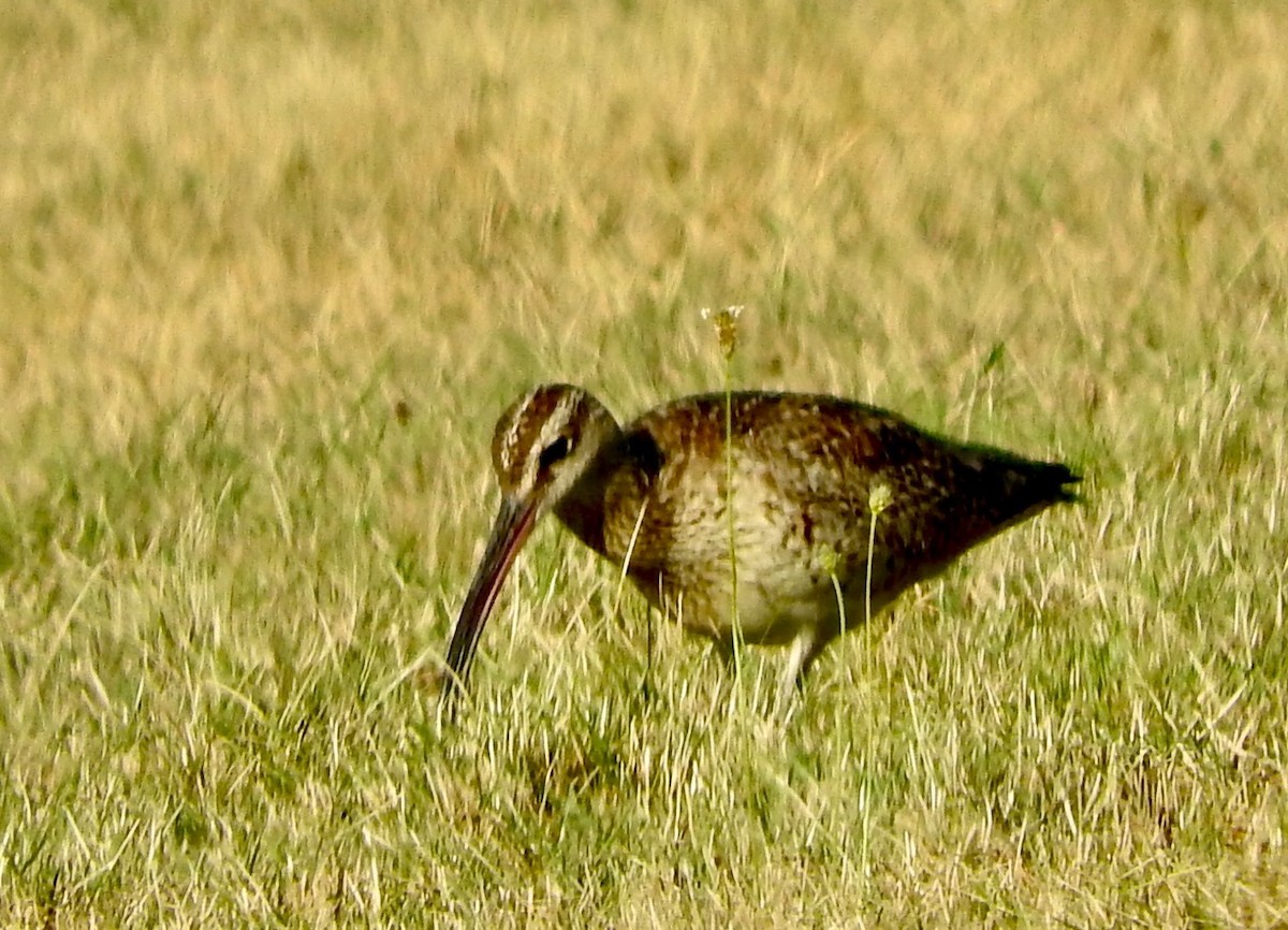 Whimbrel - A John Ryan