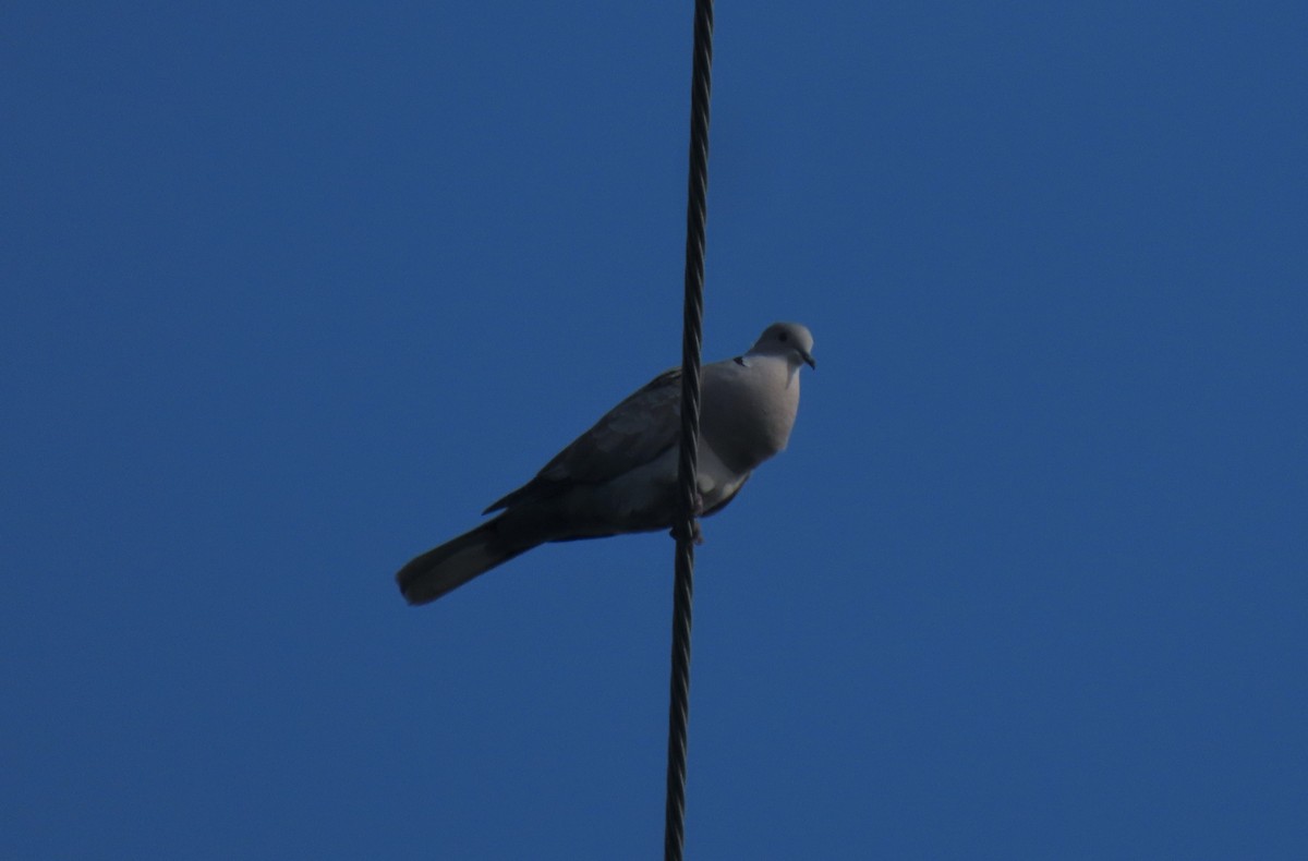 Eurasian Collared-Dove - Anne Mytych