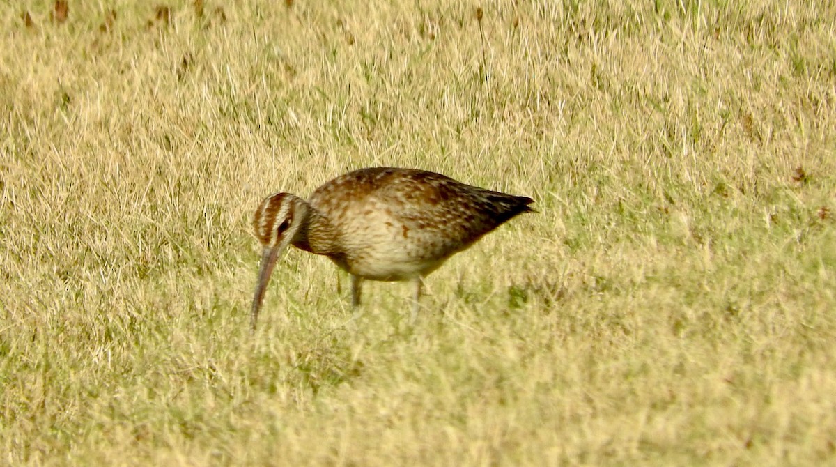 Whimbrel - A John Ryan