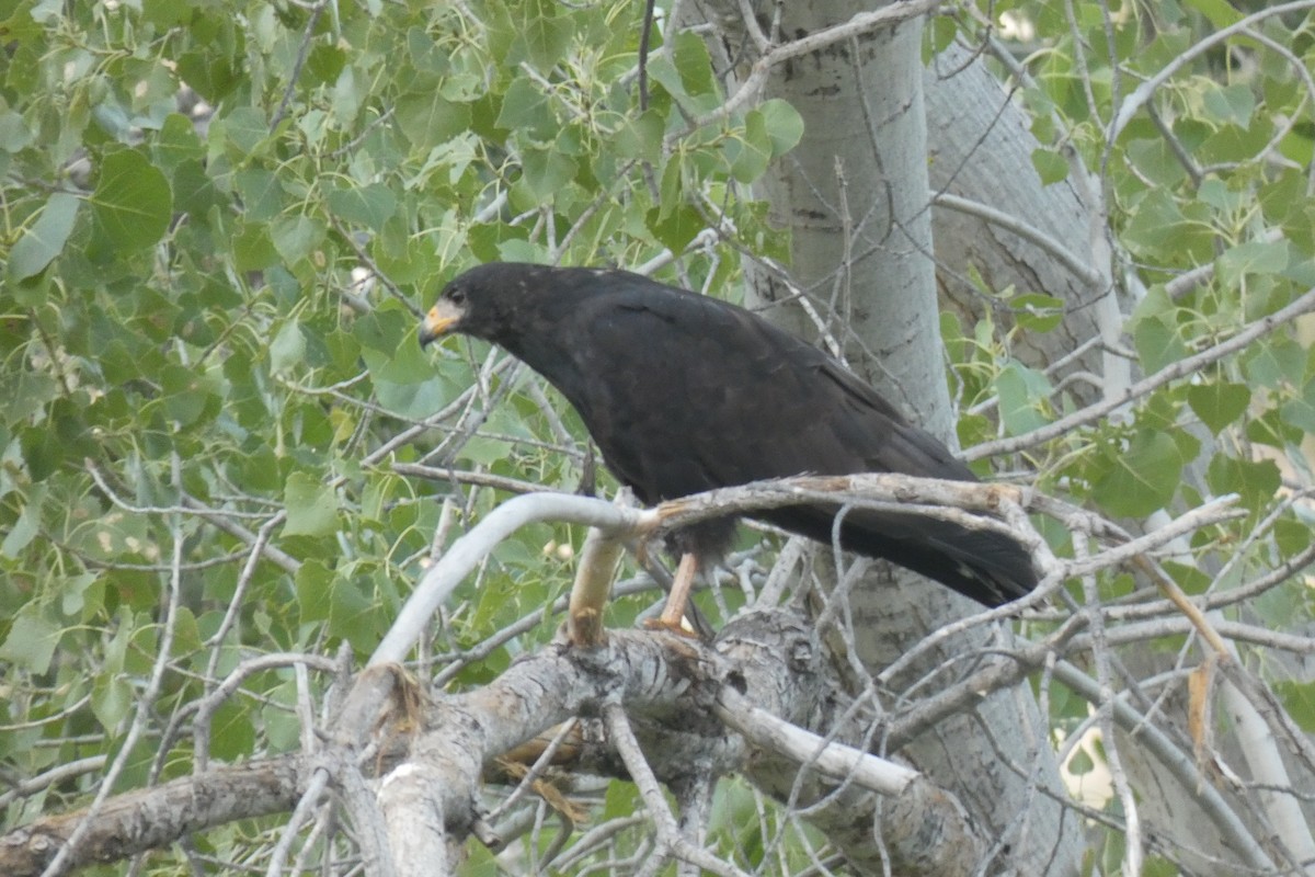 Common Black Hawk - ML255926581