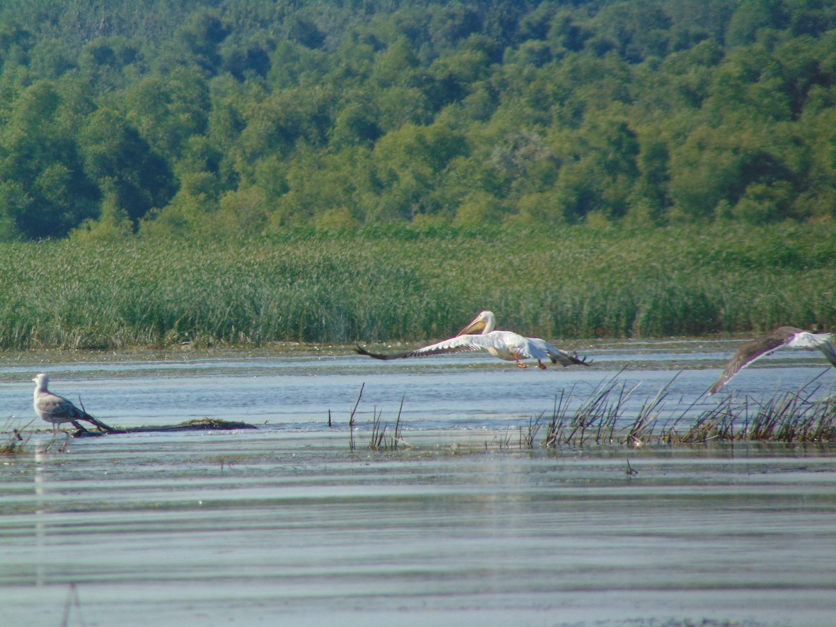 American White Pelican - ML255928251