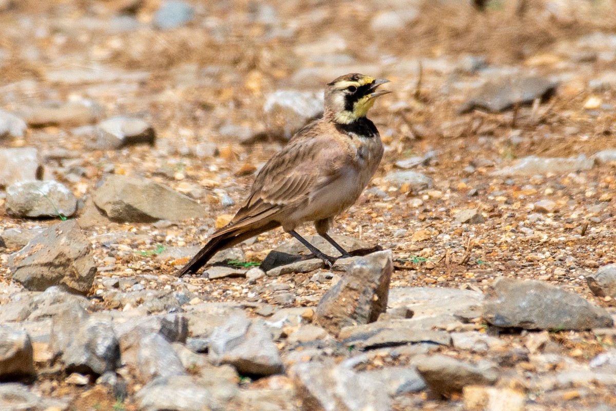 Horned Lark - Eric Bodker