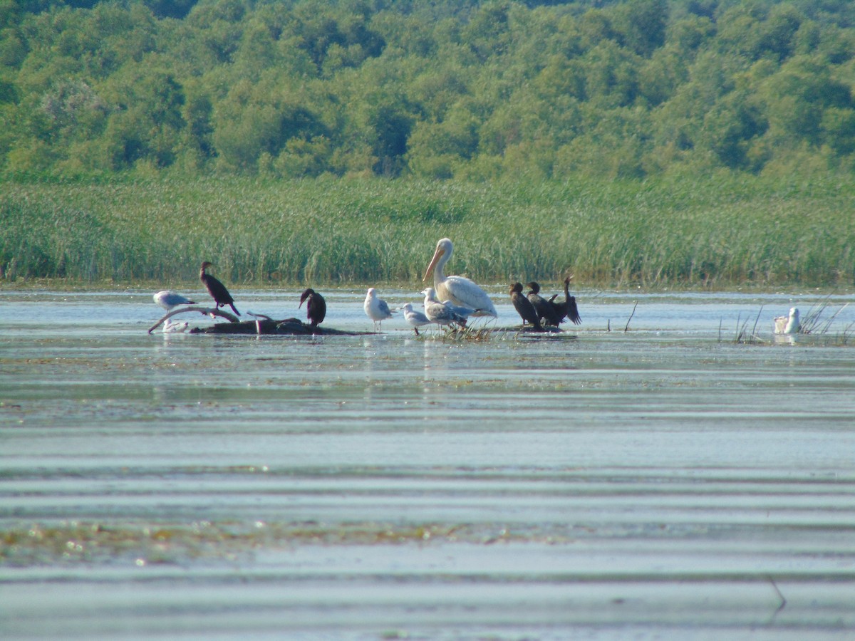 pelikán severoamerický - ML255928551