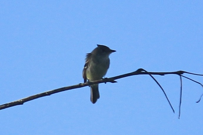 Alder Flycatcher - ML255928641