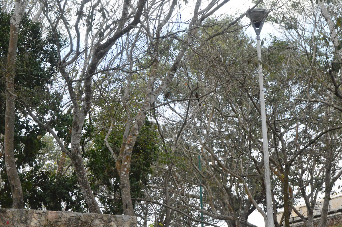 Turquoise-browed Motmot - ML25592991