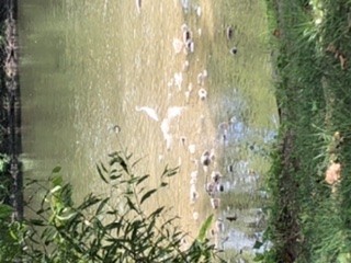 volavka bělostná - ML255930161