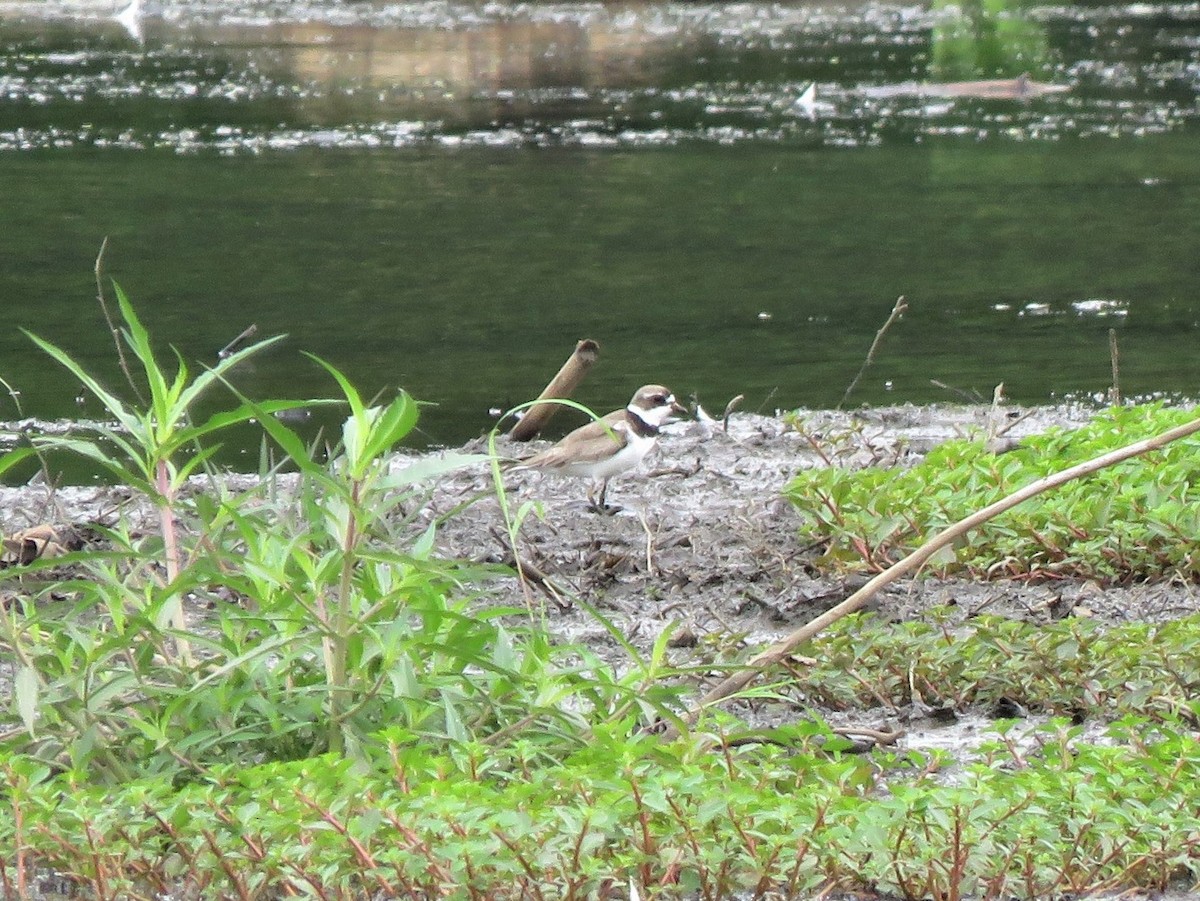 Semipalmated Plover - ML255931771