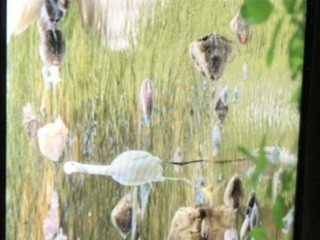 volavka bělostná - ML255932111