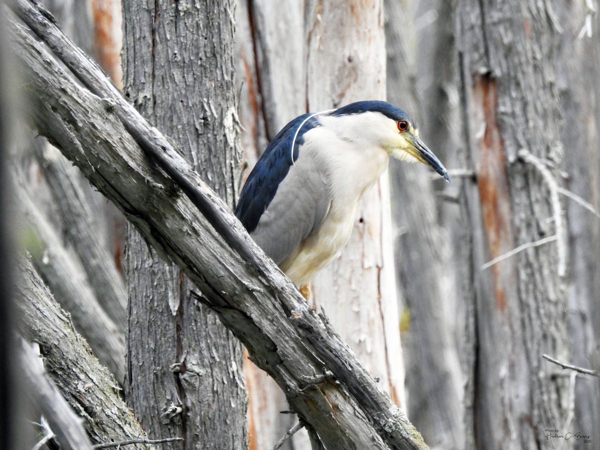 Black-crowned Night Heron - ML255932831
