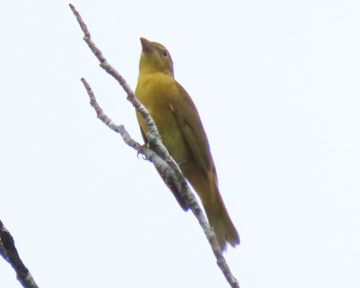 Summer Tanager - Karen Hogan