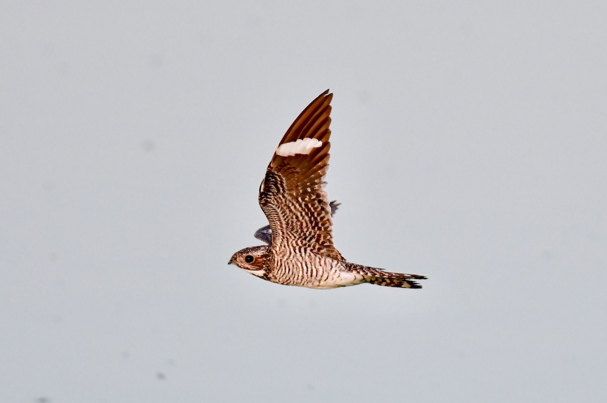 Common Nighthawk - Charles Thomas