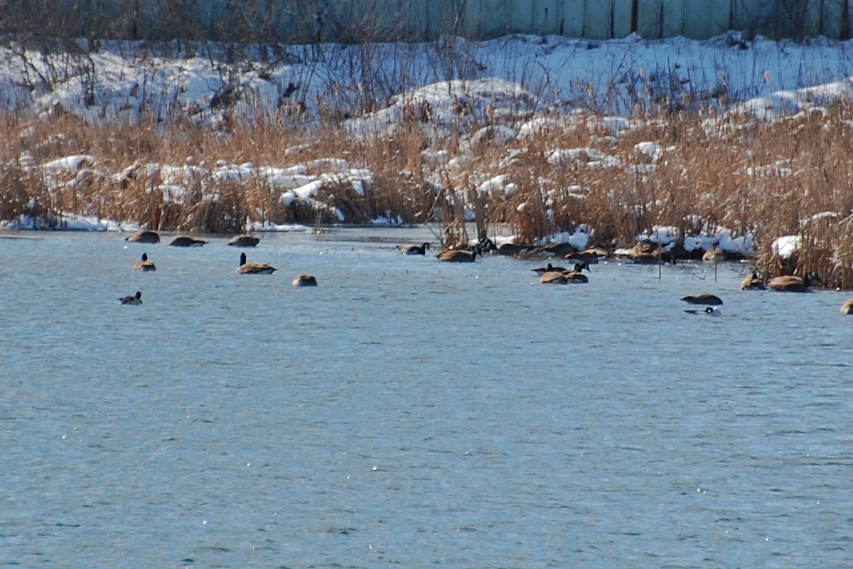 Barnacle Goose - ML25593731