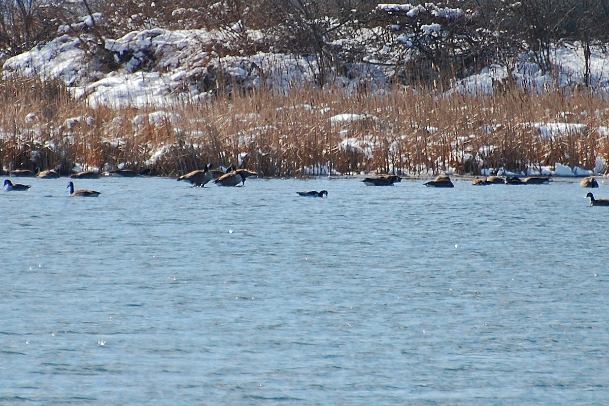 Barnacle Goose - ML25593741