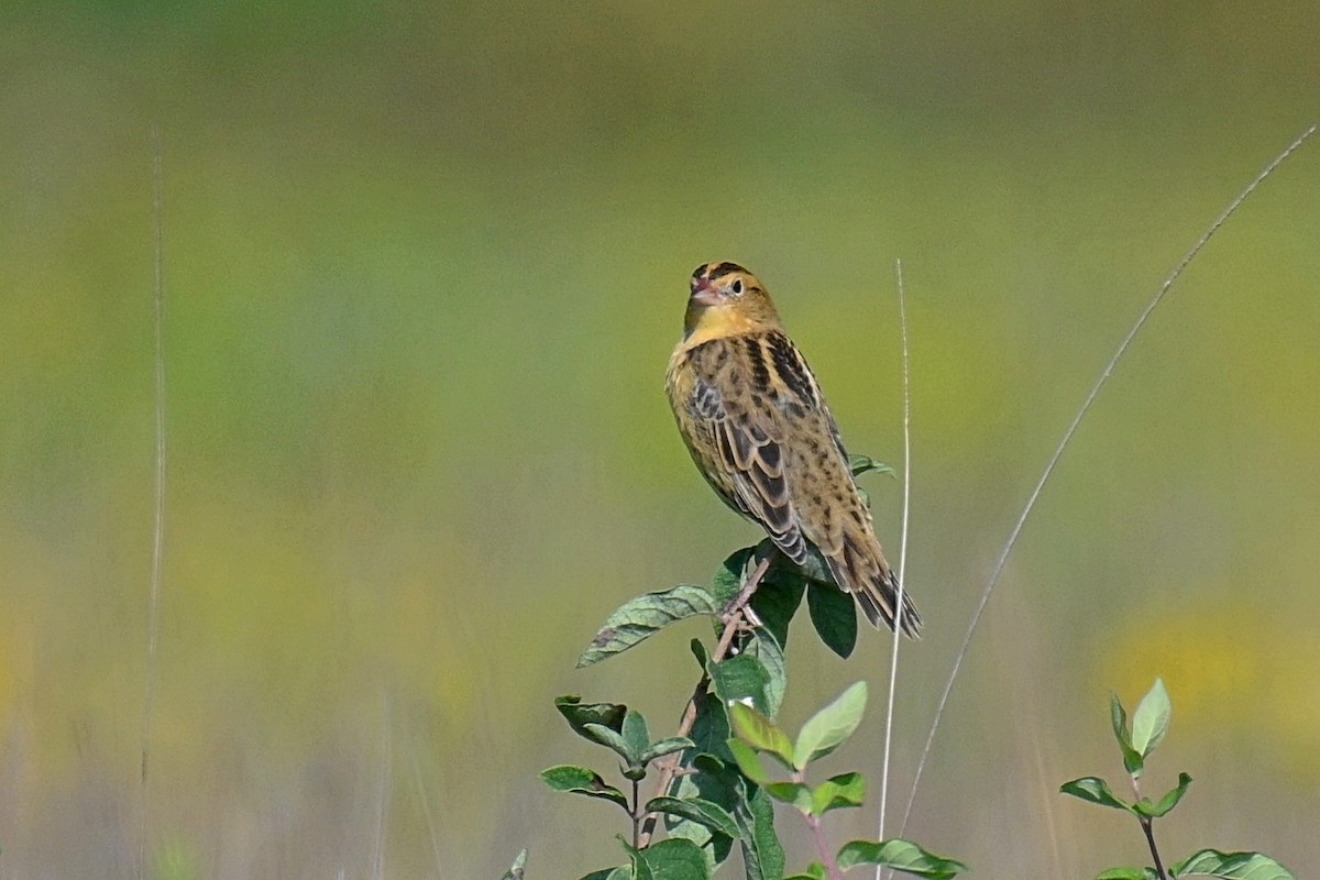 Bobolink - ML255937641