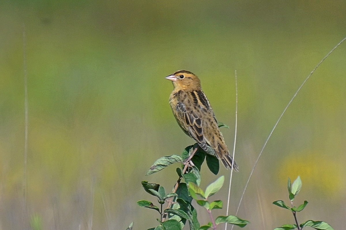 Bobolink - ML255937651