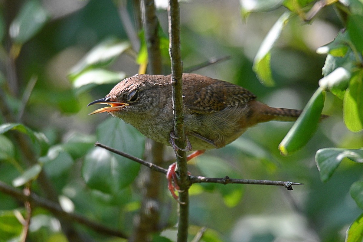 House Wren - ML255938041