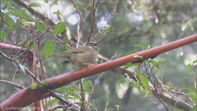 Lewin's Honeyeater - ML255939751