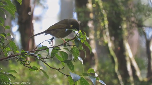 Lewin's Honeyeater - ML255939851