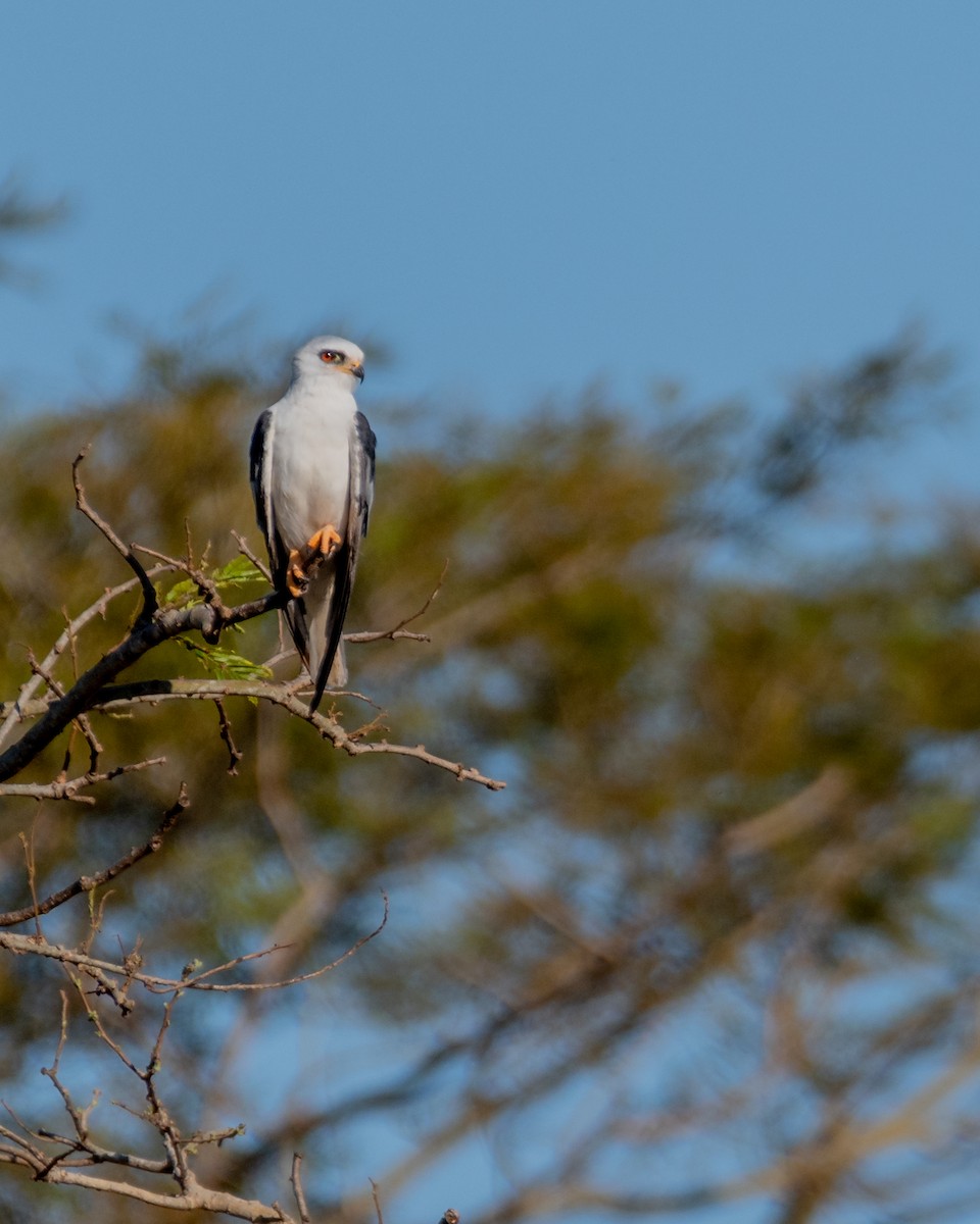 White-tailed Kite - Giovan Alex