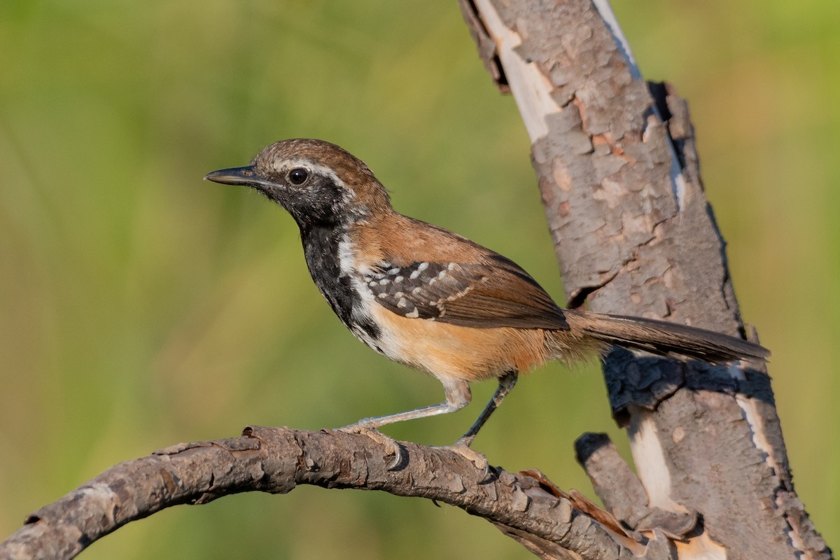 Rusty-backed Antwren - Giovan Alex