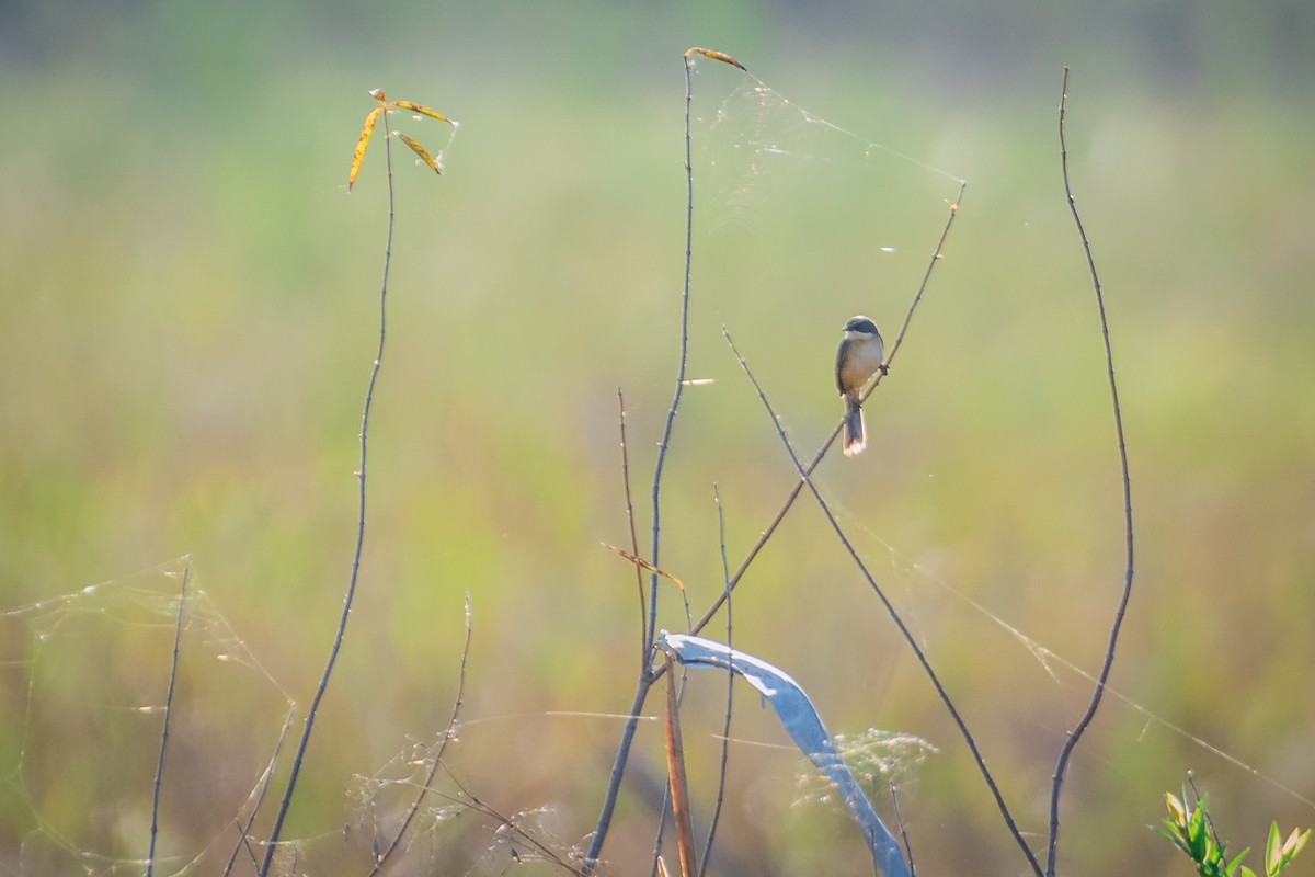 Long-tailed Reed Finch - Giovan Alex