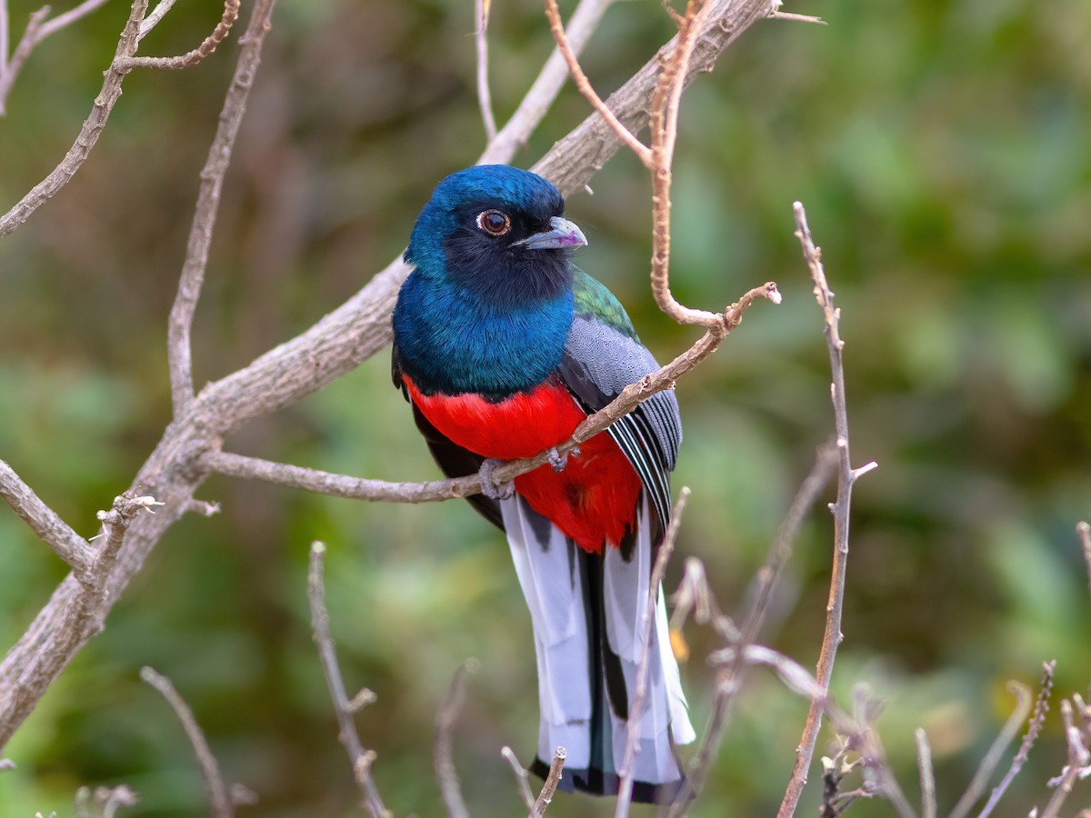 Surucua Trogon - ML255942571