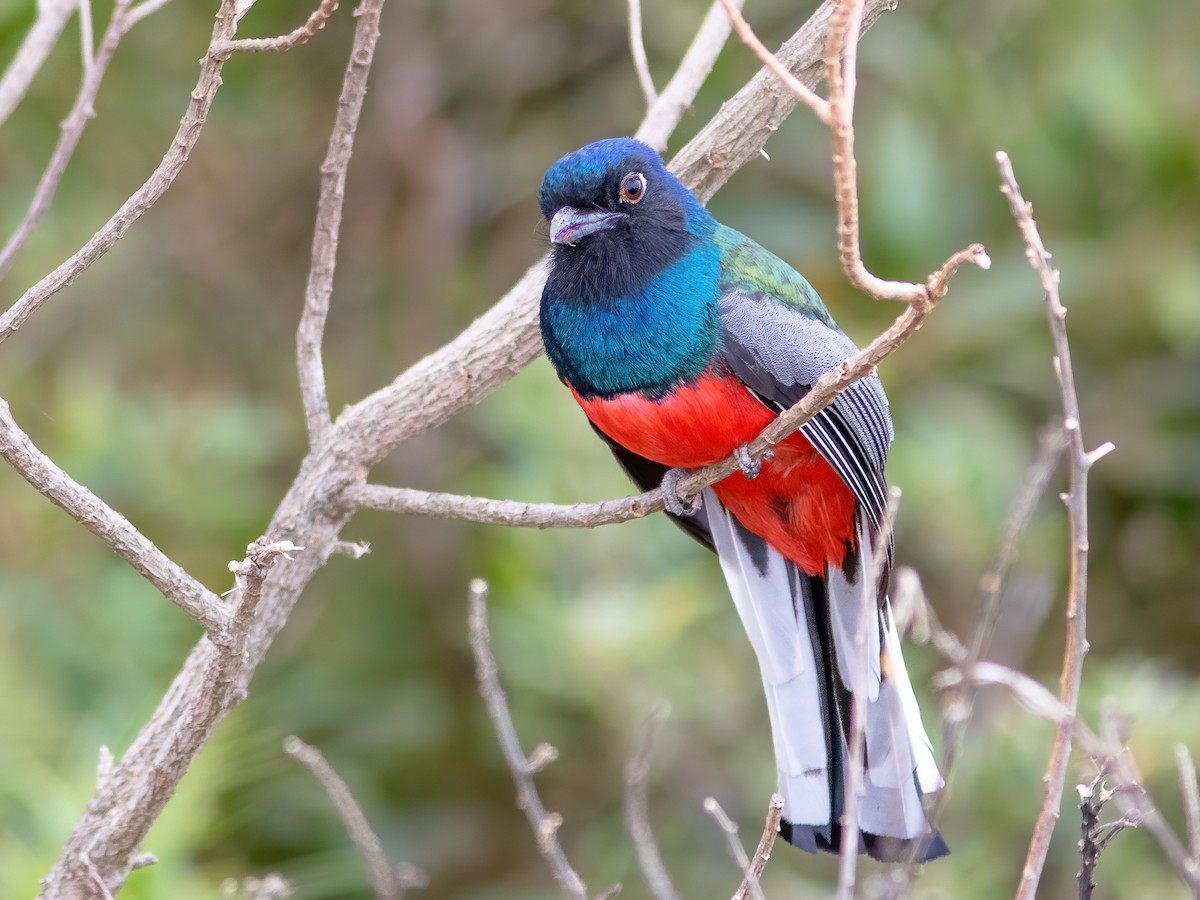 Surucua Trogon - ML255942601