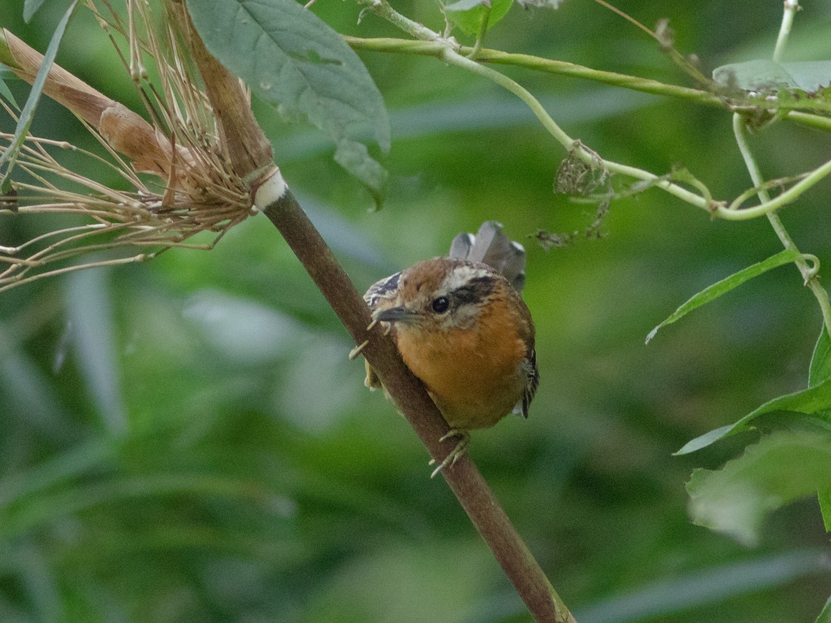 Bertoni's Antbird - ML255942951