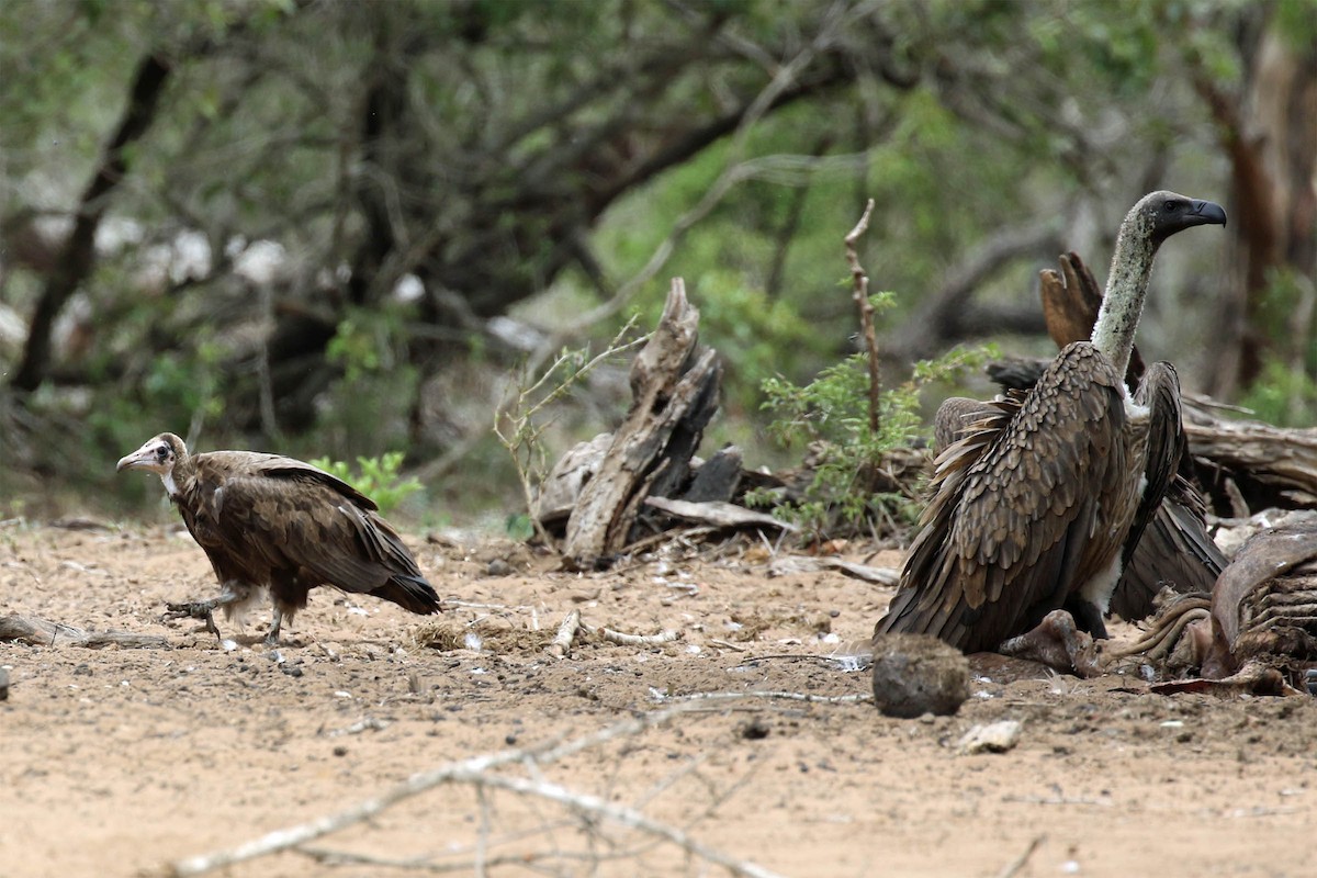 Hooded Vulture - ML25594401