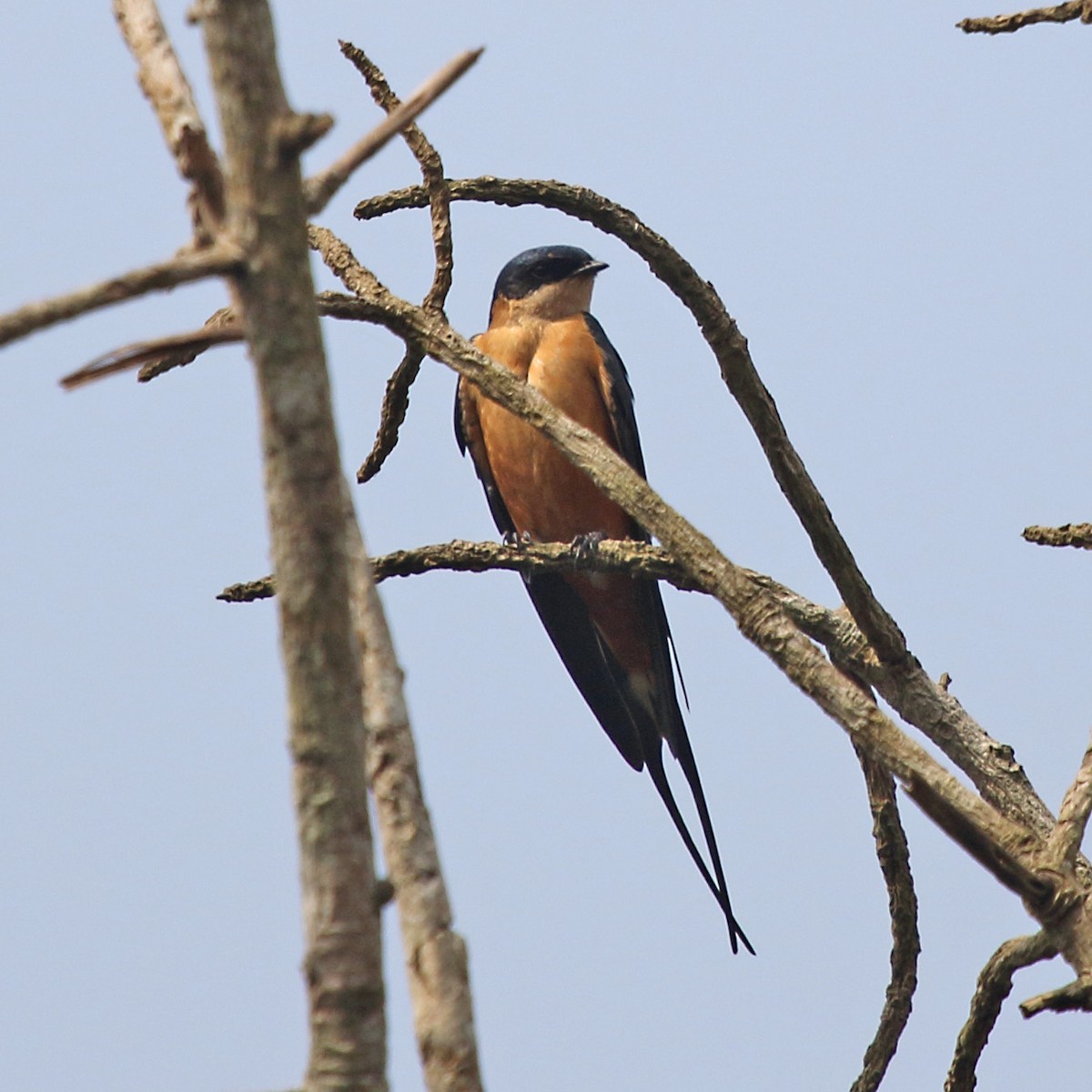 Golondrina Pechirrufa - ML255944831