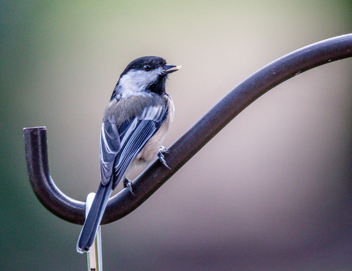 Black-capped Chickadee - Christine Andrews